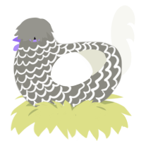 Snowy, a ash and white chicken with a lace pattern