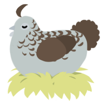 A silver and bark chicken with a half-lace pattern