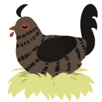 A bark and sable chicken with a bar pattern
