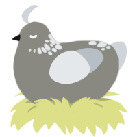 A ash and mist chicken with a neck-speckle pattern