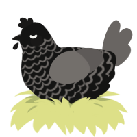 Dunwich, a black and grey chicken with a lace pattern