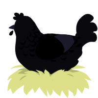 Iowa, a white chicken with a half-lace pattern
