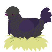 Graveyard, a grey and overcast chicken with a lace pattern