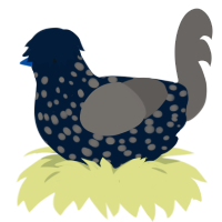 Popples, a tumblr and grey chicken with a speckle pattern