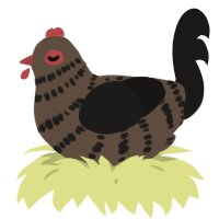 A bark and sable chicken with a bar pattern