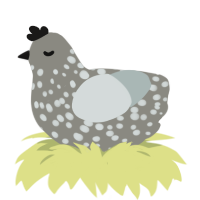 A ash and silver chicken with a speckle pattern