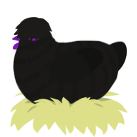 A sable and black chicken with a bar pattern