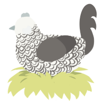 Æscwine, a white and grey chicken with a double-lace pattern