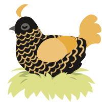 Gold, a sable and honey chicken with a lace pattern