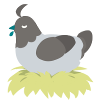 False Pigeon, a mist and grey chicken with a head pattern