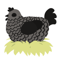 A grey and sable chicken with a lace pattern