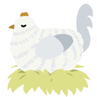A white and mist chicken with a bar pattern