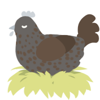 A grey and bark chicken with a speckle pattern