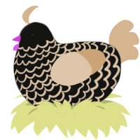 Binah, a black and beige chicken with a lace pattern