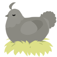 A ash chicken with a head pattern