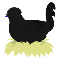 Punk Rock, a sable and black chicken with a lace pattern
