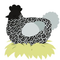 A sable and silver chicken with a double-lace pattern