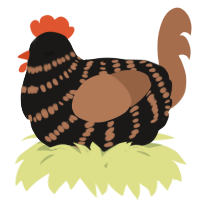 A sable and brown chicken with a bar pattern