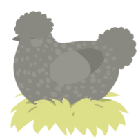 A ash chicken with a speckle pattern