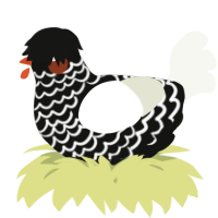 A black and white chicken with a lace pattern