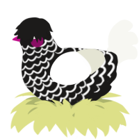 A sable and white chicken with a lace pattern