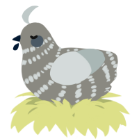 A ash and silver chicken with a bar pattern
