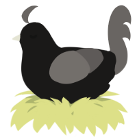 A sable and grey chicken