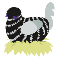 Zephyr, a sable and silver chicken with a bar pattern
