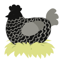 A black and ash chicken with a lace pattern