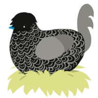 The Lover, a black and ash chicken with a double-lace pattern