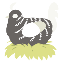 A grey and white chicken with a half-bar pattern