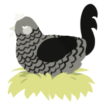 Haunt, a ash and black chicken with a lace pattern