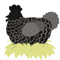 A sable and grey chicken with a lace pattern
