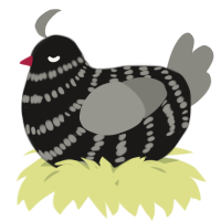 A sable and ash chicken with a bar pattern