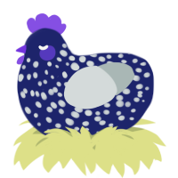 A navy and silver chicken with a speckle pattern