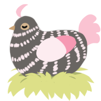 A grey and rose chicken with a bar pattern